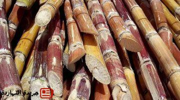ينتهي موسم التوريد للمصانع 2500 جنيه سعر طن قصب