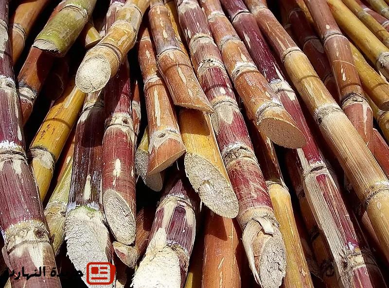 اليوم ينتهي موسم التوريد للمصانع.. 2500 جنيه سعر طن قصب السكر والبنجر 2400 2 اليوم ينتهي موسم التوريد للمصانع.. 2500 جنيه سعر طن قصب السكر والبنجر 2400