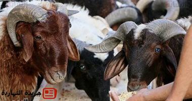 الأضحى الذكى: كيف تجعل الأجهزة المنزلية العيد أكثر سهولة؟