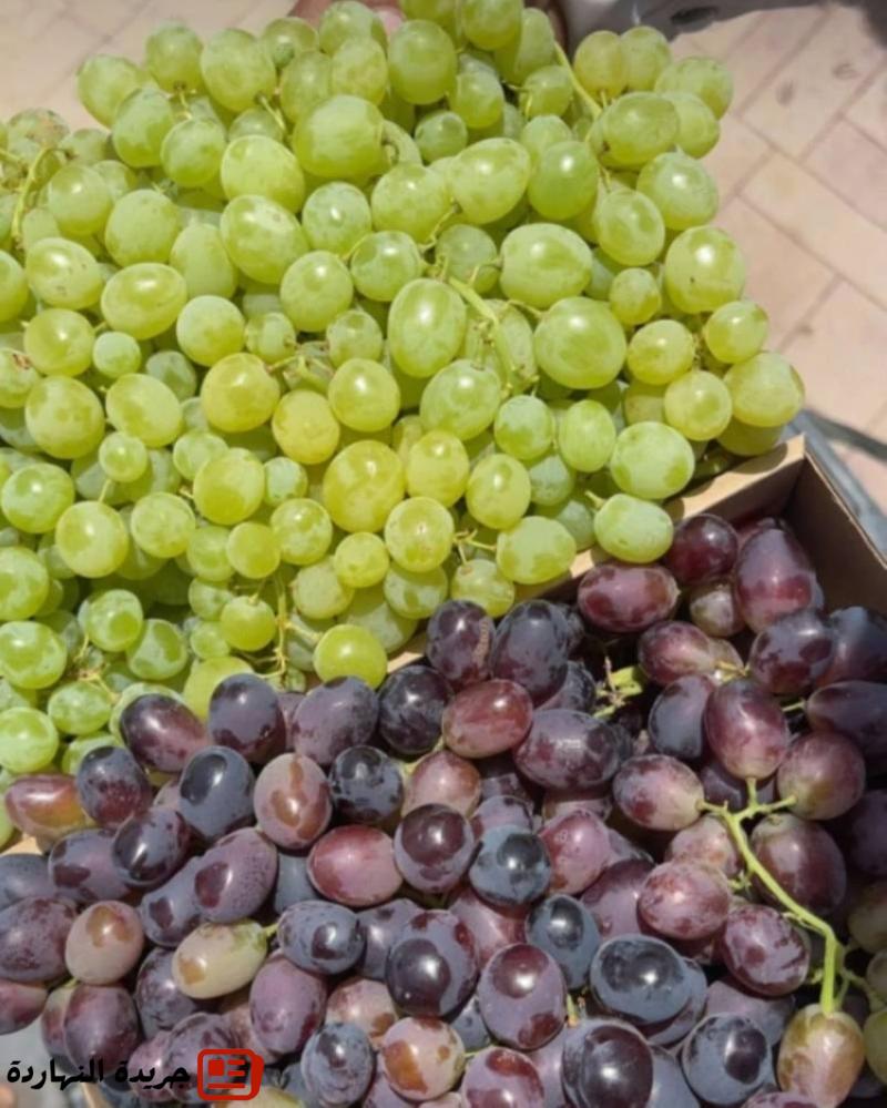 البدء في قطف العنب الحساوي .. غذاء وعلاج.. وطعم لذيذ 2 البدء في قطف العنب الحساوي .. غذاء وعلاج.. وطعم لذيذ
