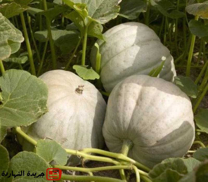 القرع "فاكهة الخضار" تفرض حضورها في القصيم بأنواع متعددة ومنتجات واعدة 2 القرع “فاكهة الخضار” تفرض حضورها في القصيم بأنواع متعددة ومنتجات واعدة