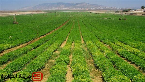 القطاع الزراعي في مصر.. نهضة كبيرة عززت الأمن الغذائي 2 القطاع الزراعي في مصر.. نهضة كبيرة عززت الأمن الغذائي