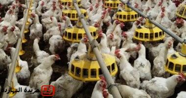 هبوط أسعار الفراخ البيضاء لتراجع حجم الطلب وانخفاض الهالك