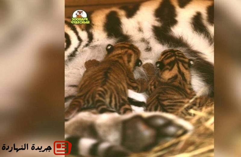 ولادة شبلين لنمر آمور السيبيري في حديقة الحيوان بمنطقة بريمورسكي الروسية 2 ولادة شبلين لنمر آمور السيبيري في حديقة الحيوان بمنطقة بريمورسكي الروسية