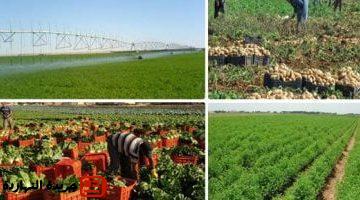 680 ألف عميل حصلوا على تمويلات متناهية الصغر لمشروعات زراعية