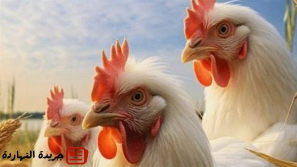 أخر خبر : أسعار الدواجن اليوم الخميس 7 أغسطس 2025.. وارتفاع جديد في الفراخ البيضاء 5 أخر خبر : أسعار الدواجن اليوم الخميس 7 أغسطس 2025.. وارتفاع جديد في الفراخ البيضاء