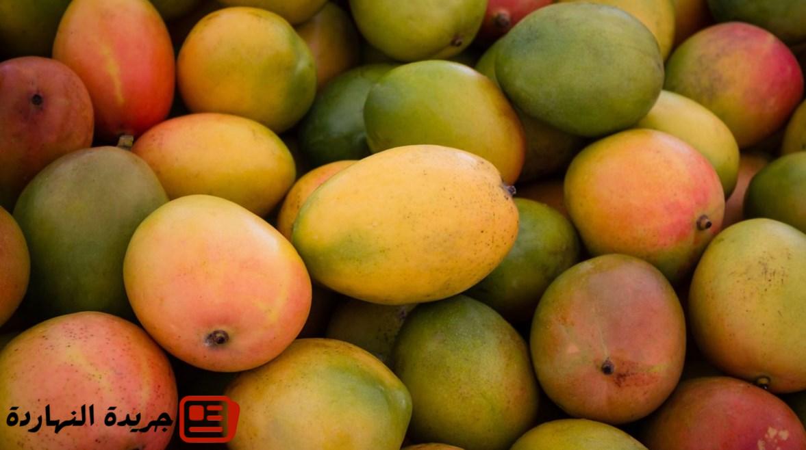 إقتصاد : 
                                أسعار المانجو اليوم السبت.. الزبدية تبدأ من 28 جنيهًا