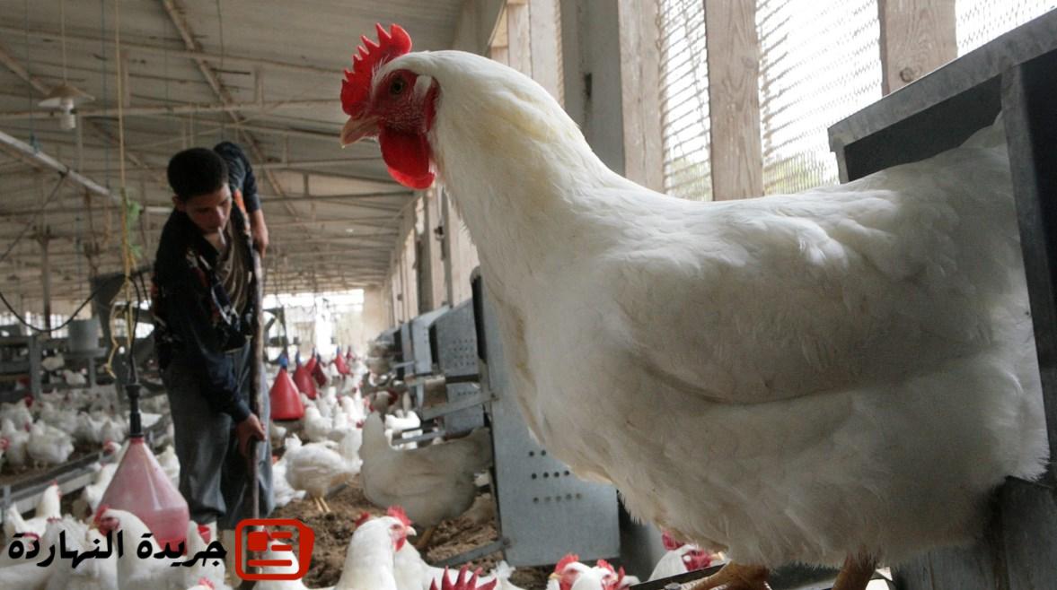 إقتصاد : 
                                بعد رسوم ترامب.. هل تتأثر أسعار الدواجن في مصر؟