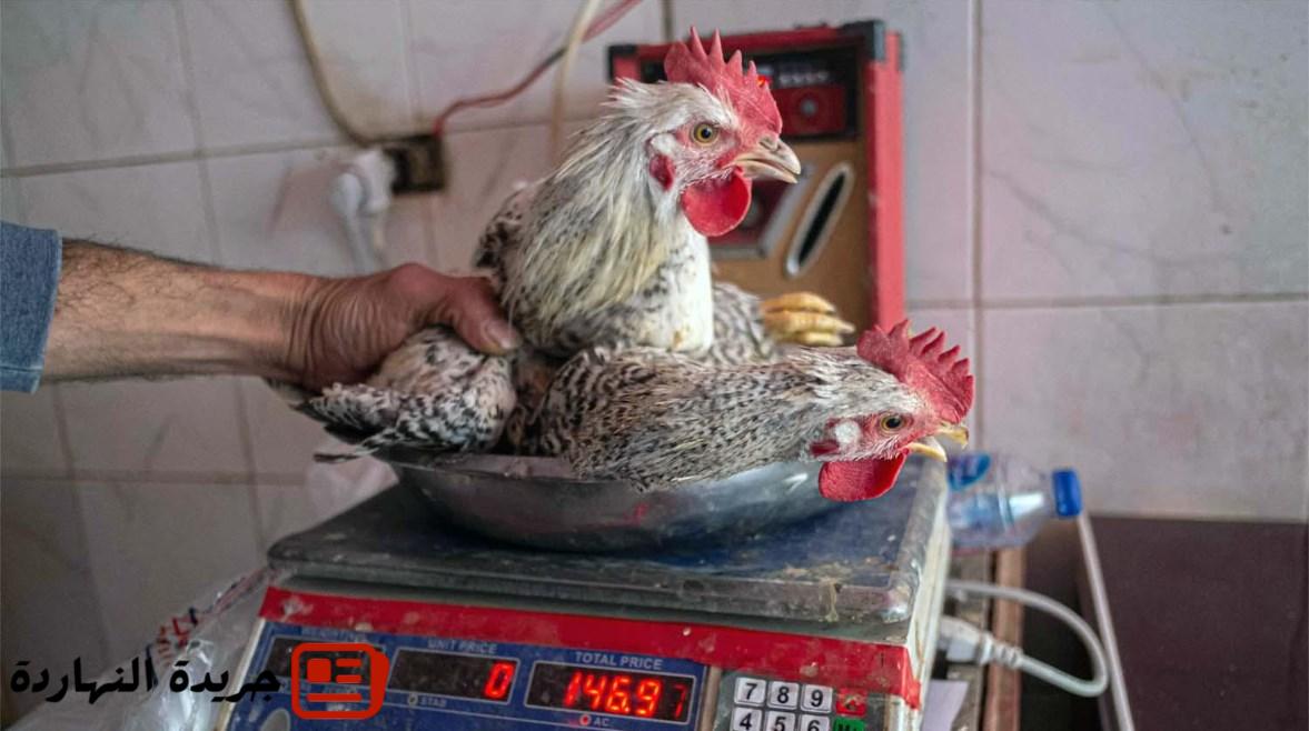 بعد قفزة الكتكوت لـ"دولار".. هبوط حاد في أسعار الدواجن 2 بعد قفزة الكتكوت لـ”دولار”.. هبوط حاد في أسعار الدواجن