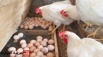 سعر الفراخ البيضاء اليوم.. اعرف التفاصيل كاملة لبورصة الدواجن الرئيسية