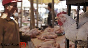 بإعادة المربي الصغير لسوق الدواجن وتخفيف أسعار الأعلاف