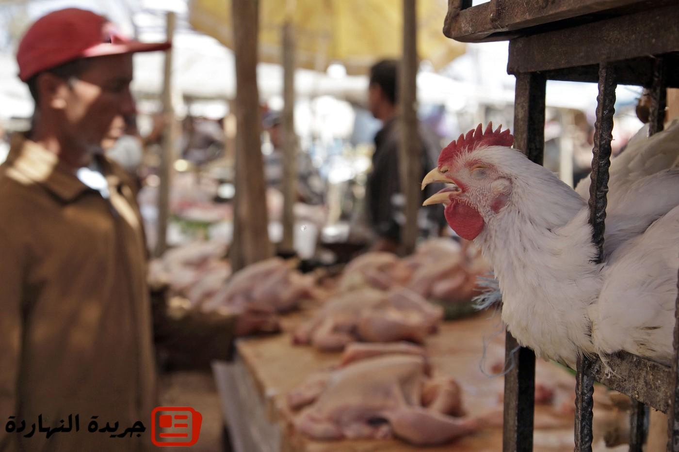 مطالب بإعادة المربي الصغير لسوق الدواجن وتخفيف أسعار الأعلاف